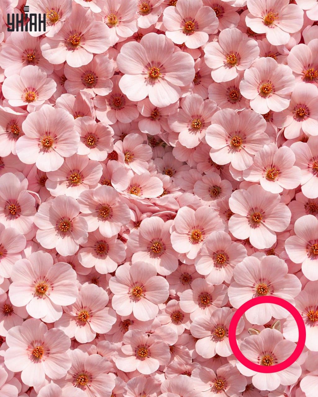 Sólo el 1% de las personas puede encontrar un conejo en 11 segundos: una ilusión óptica sorprendentemente compleja