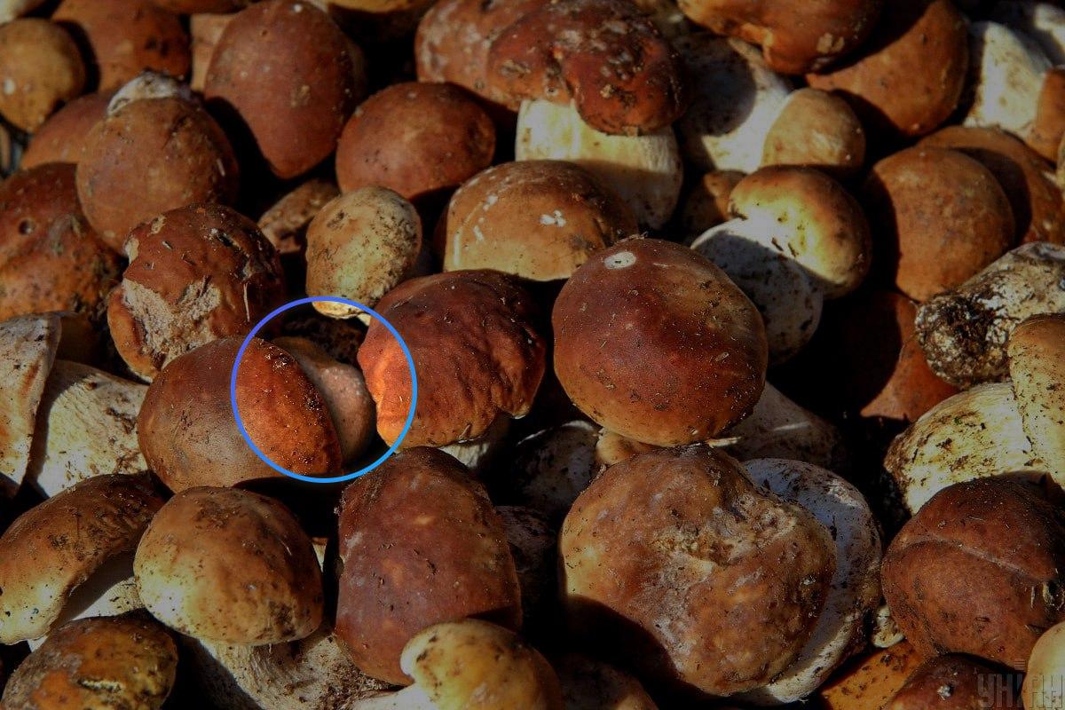 La piedra estaba casi en el centro de la ilusión óptica / collage Moje