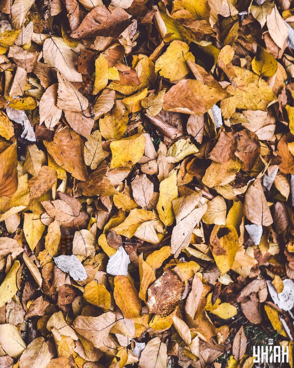 Encuentra tortugas entre las hojas / collage Moje