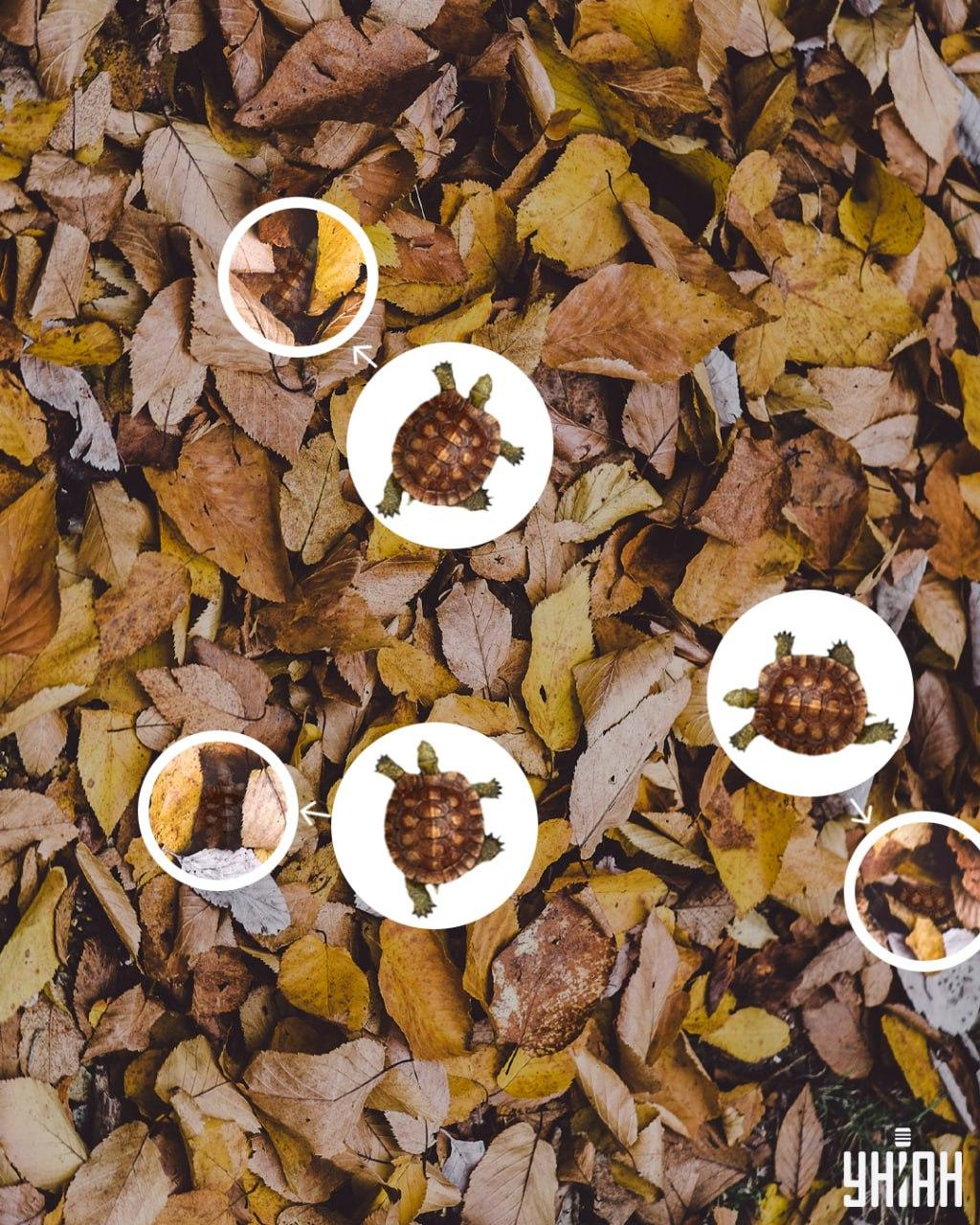 Los caparazones de tortuga se confunden fácilmente con hojas amarillentas / collage Moje