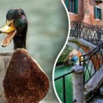 Encuentra el pato de la imagen en 10 segundos: sólo unos pocos podrán resolver el enigma Encuentra el pato de la imagen en 10 segundos: sólo