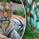 Ilusión óptica para unicums: tienes que encontrar un tigre en el bosque en 9 segundos Ilusión óptica para unicums: tienes que encontrar un tigre en