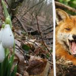 La ilusión óptica te mostrará cuál es tu coeficiente intelect: