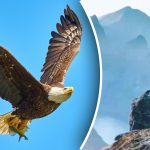 Sólo unos pocos pueden encontrar un águila en la montaña